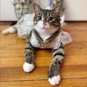 Small pet wedding dress + veil 💕3 items for $20💕